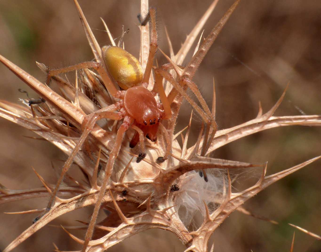 Cheiracanthium punctorium